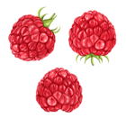 Raspberries PNG Clipart Picture