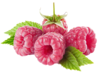 Raspberries PNG Picture