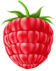 Raspberry Fruit PNG Clipart