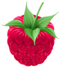 Raspberry PNG Clip Art Image