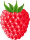 Raspberry PNG Clipart