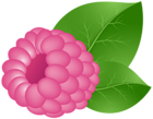 Raspberry Transparent PNG Clip Art Image