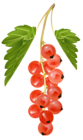 Red Currant PNG Vector Clipart Image