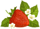 Strawberry PNG Clipart Image
