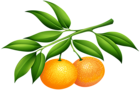 Tangerines PNG Clip Art Image