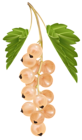 White Currant PNG Vector Clipart Image