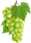 White Grape PNG Clip Art Image
