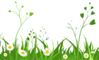 Daisies with Grass PNG Clipart Picture
