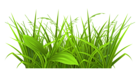 Decorative Grass Clipart PNG Picture