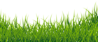 Grass Clipart Picture