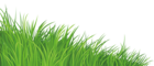 Grass Element PNG Clipart Picture
