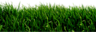 Grass PNG Clipart