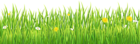 Grass Transparent PNG Image