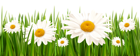 Grass and White Flowers PNG Clipart