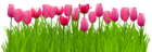 Grass with Pink Tulips PNG Clip Art Image