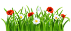 Poppies and Daisies with Grass PNG Clipart Picture