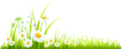 Spring Grass with Camomile PNG Clipart