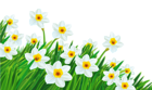 Transparent Grass with Daffodils Clipart