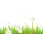 Transparent Grass with Dandelions PNG Clipart