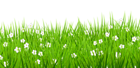 Transparent Grass with White Flowers Clipart