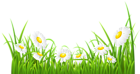 White Daisies and Grass Transparent PNG Clip Art Image