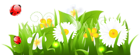 White Flowers Grass and Ladybugs PNG Clipart Picture