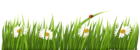 White Flowers with Grass Transparent PNG Clipart