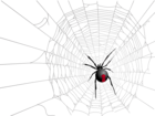 Halloween Transparent Net and Spider Picture