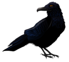 Haunted Raven PNG Vector Clipart