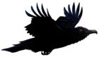 Raven PNG Vector Clipart Picture