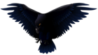 Scary Raven PNG Vector Clipart