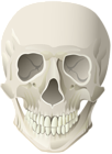 Skull PNG Clip Art Image