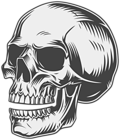 Skull PNG Clipart