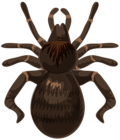 Spider PNG Clip Art Image