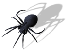 Spider PNG Clipart Image