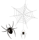 Spider and Cobweb PNG Clipart Image
