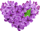 Purple Lilac Heart PNG Picture