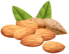 Almond Nuts PNG Clipart Image