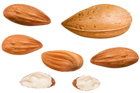 Almonds PNG Clipart Image