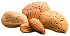 Almonds PNG Picture
