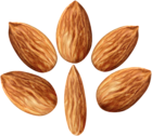 Almonds Set PNG Clip Art Image