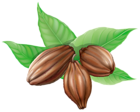 Cocoa Beans PNG Clipart Picture