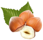 Hazelnuts PNG Clipart Image