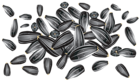 Sunflower Seeds PNG Clipart Picture