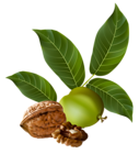 Walnut PNG Clipart Picture
