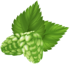 Beer Hops Plant PNG Clip Art Image