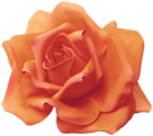 Beautiful Orange Rose Transparent Image