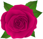 Beautiful Pink Rose Flower PNG Transparent Clipart