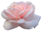 Beautiful Pink Rose PNG Image