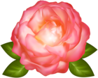 Beautiful Pink Rose Transparent Clip Art Image
